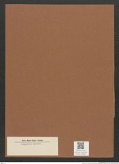 Diatomeae indet. Zeichnungen Sammlung Grunow Mappe 02388 (Herbarium_W_Grunow_drawings_Folder_02388)